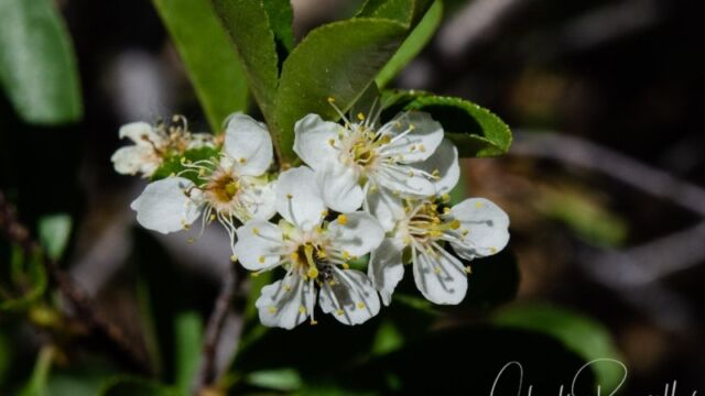 Prunus emarginata Bitter cherry
