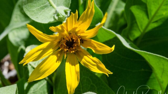 Wyethia mollis Woolly mule ears