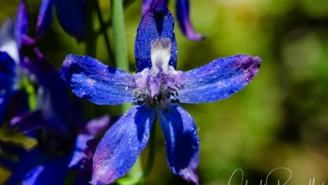 Delphinium gracilentum Pine forest larkspur