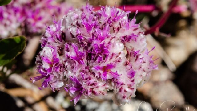 Calyptridium monospermum One seeded pussypaws