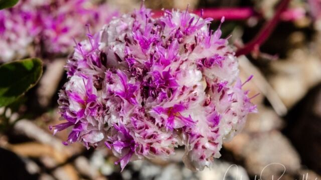 Calyptridium monospermum One seeded pussypaws