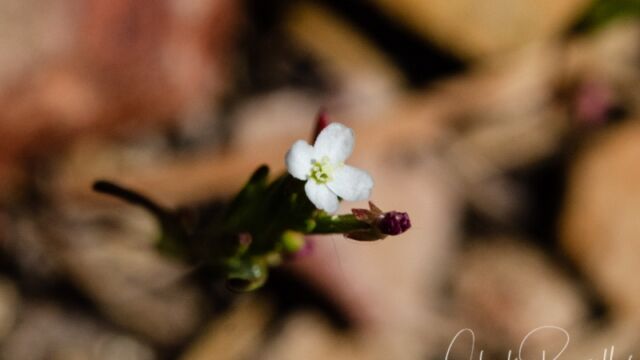 Gayophytum humile Dwarf groundsmoke