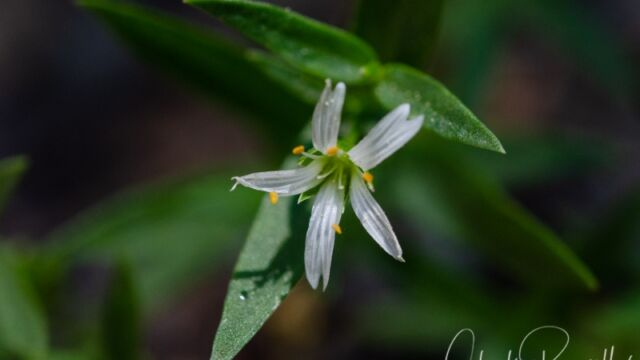 Pseudostellaria sierrae. CNPS 4.2 Sierra starwort