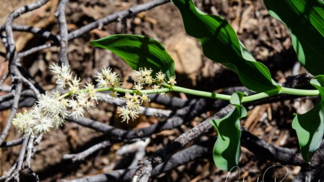 Maianthemum racemosum Feathery false solomons seal