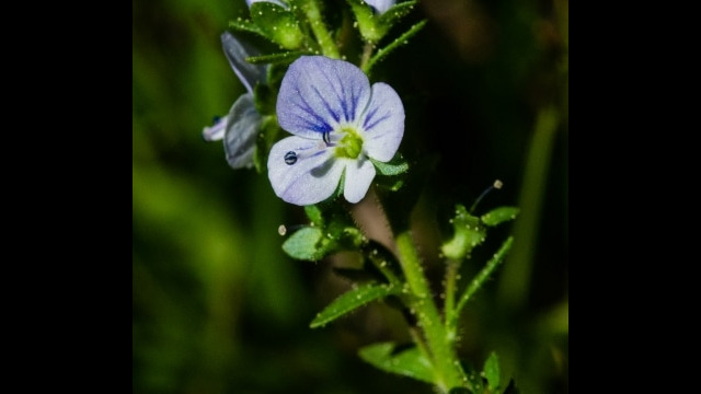 Veronica spp. Speedwell