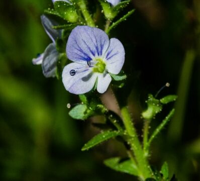 Veronica spp. Speedwell
