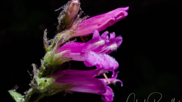 Penstemon newberryi Mountain pride