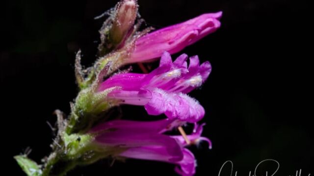 Penstemon newberryi Mountain pride