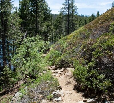 Fall Creek Mountain is to the right (west), exposed and rocky. No flowers this time, it might be worth exploring at other times Crooked Lakes trail along Island Lake.