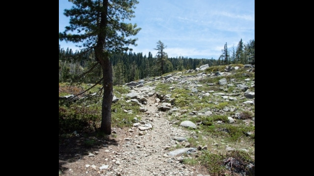 As you turn north at Island Lake, the trail goes across this exposed area. Lots of Jewel Flowers and Pretty Face here Trail along Island Lake