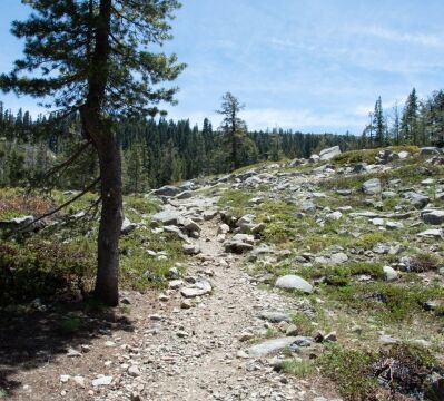 As you turn north at Island Lake, the trail goes across this exposed area. Lots of Jewel Flowers and Pretty Face here Trail along Island Lake