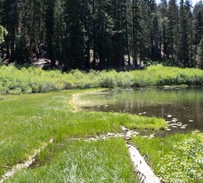 Shooting stars here Delany Lake, wth water lillies