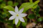 Arctic Starflower, Lysimachia europaea Arctic Starflower, Lysimachia europaea