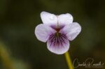 Viola epipsila (possibly), Mørkridsdalen valley, Norway Dwarf Marsh Violet