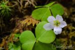 Oxalis acetosella, Mørkridsdalen valley Wood sorrel