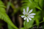 Stellaria holostea (probably), Mørkridsdalen valley Greater stitchwort