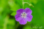 Geranium sylvaticum (probably), Mørkridsdalen valley Wood cranesbill