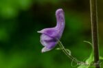 Aconitum lycoctonum (aka Monkshood), in Mørkridsdalen valley Northern wolfs-bane