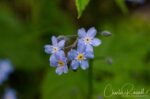 Myosotis arvensis (probably), Mørkridsdalen valley Forget-me-not