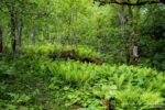 The forest is lush and full of ferns Mørkridsdalen valley