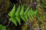 Hike in Mørkridsdalen valley along the Mørkrid river Fern