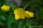 Ranunculus spp., Mørkridsdalen valley Buttercup
