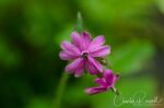Silene dioica, Mørkridsdalen valley Red Campion