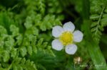 Fragaria vesca, Mørkridsdalen valley Woodland strawberry
