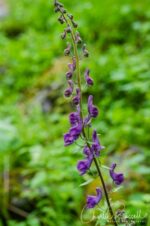 Aconitum lycoctonum (aka Monkshood), in Mørkridsdalen valley Northern wolfs-bane