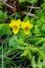 Viola biflora, Mørkridsdalen valley, Norway Yellow Wood Violet