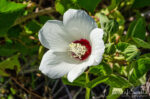Hibiscus lasiocarpos var. occidentalis. CNPS Rare Plant rank 1B.2 Woolly rose-mallow, Hibiscus lasiocarpos var. occidentalis