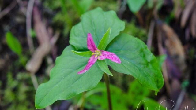 Trillium ovatum Pacific trillium