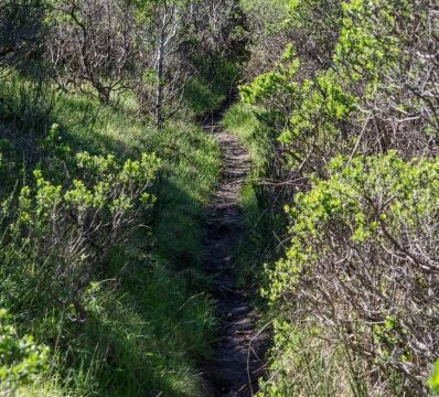 Hillside trail near 8b