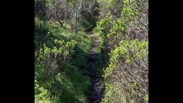 Hillside trail near 8b