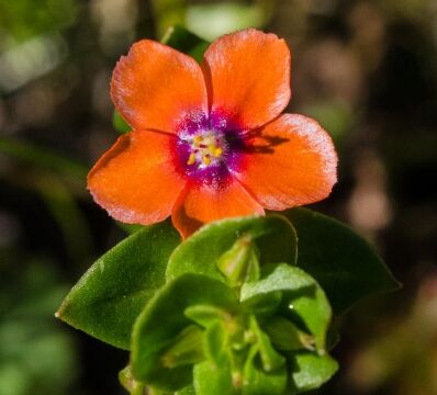 Lysimachia arvensis Scarlet pimpernel