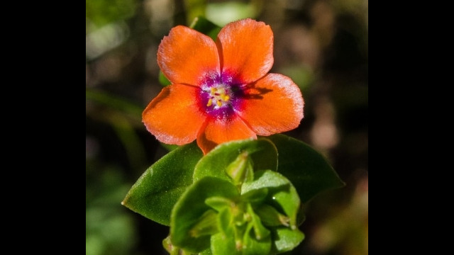 Lysimachia arvensis Scarlet pimpernel