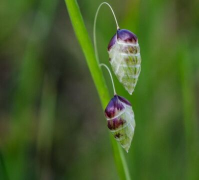 Briza maxima, aka Rattlesnake grass Big quaking grass