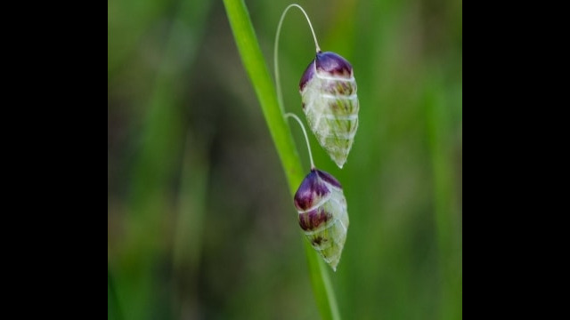 Briza maxima, aka Rattlesnake grass Big quaking grass