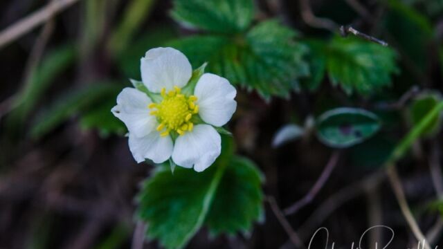 Fragaria vesca Wild strawberry