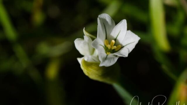 Allium triquetrum White flowered onion