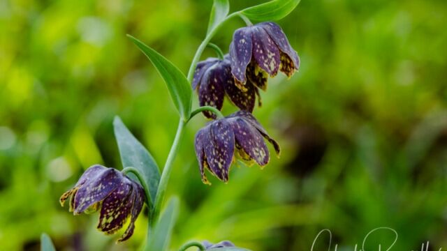 Fritillaria affinis, aka Mission bells Checker lily