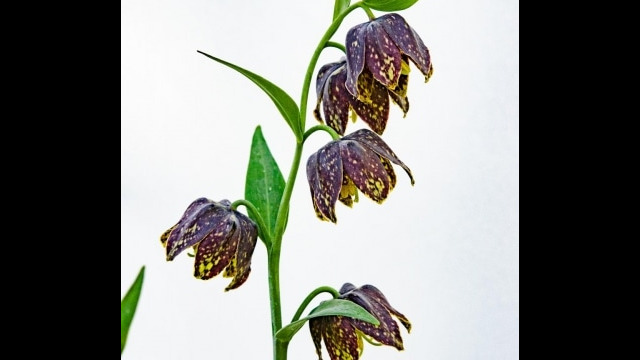Fritillaria affinis, aka Mission bells Checker lily