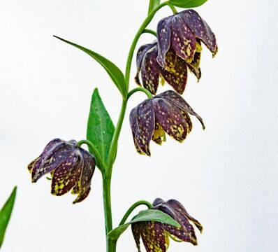 Fritillaria affinis, aka Mission bells Checker lily