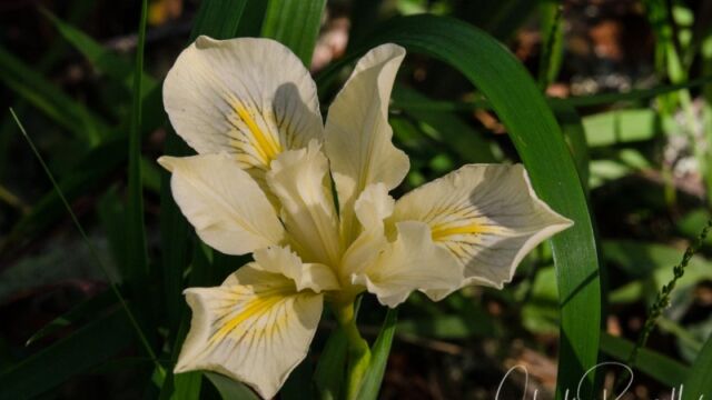 Iris douglasiana Douglas iris
