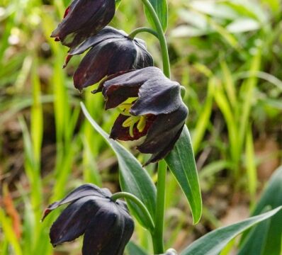 Fritillaria lanceolata var. tristulis Marin checker lily