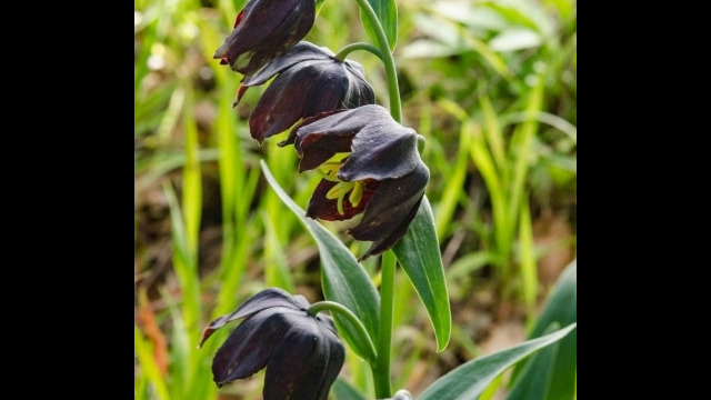 Fritillaria lanceolata var. tristulis Marin checker lily