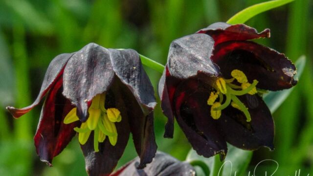 Fritillaria lanceolata var. tristulis Marin checker lily