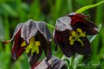 Fritillaria lanceolata var. tristulis, CNPS rated 1B.1. Marin Marin checker lily