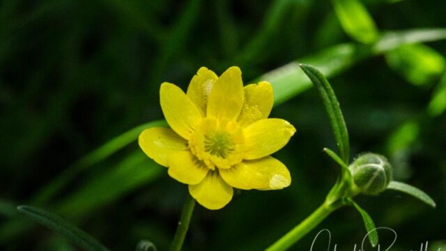 Ranunculus californicus California buttercup