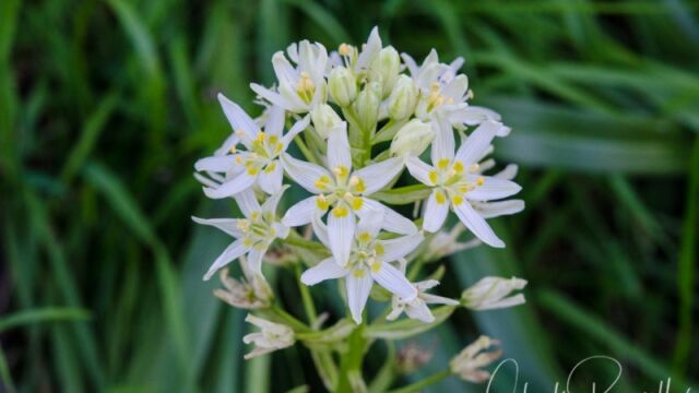 Toxicoscordion fremontii Fremont's death camas, Toxicoscordion fremontii
